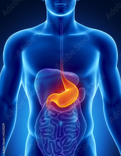 Male stomach - human digestive system photo