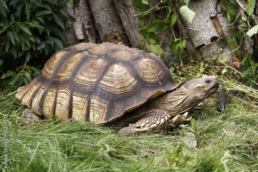 Obraz premium Spornschildkröte