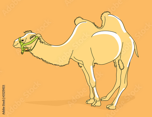 Camel illustration
