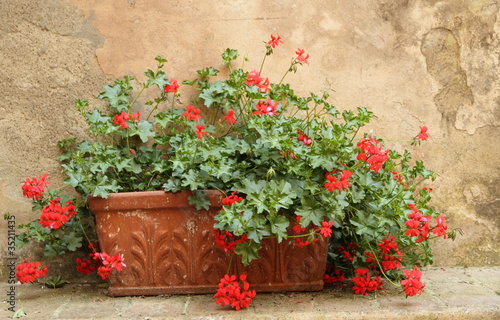 red geranium in terracotta  box