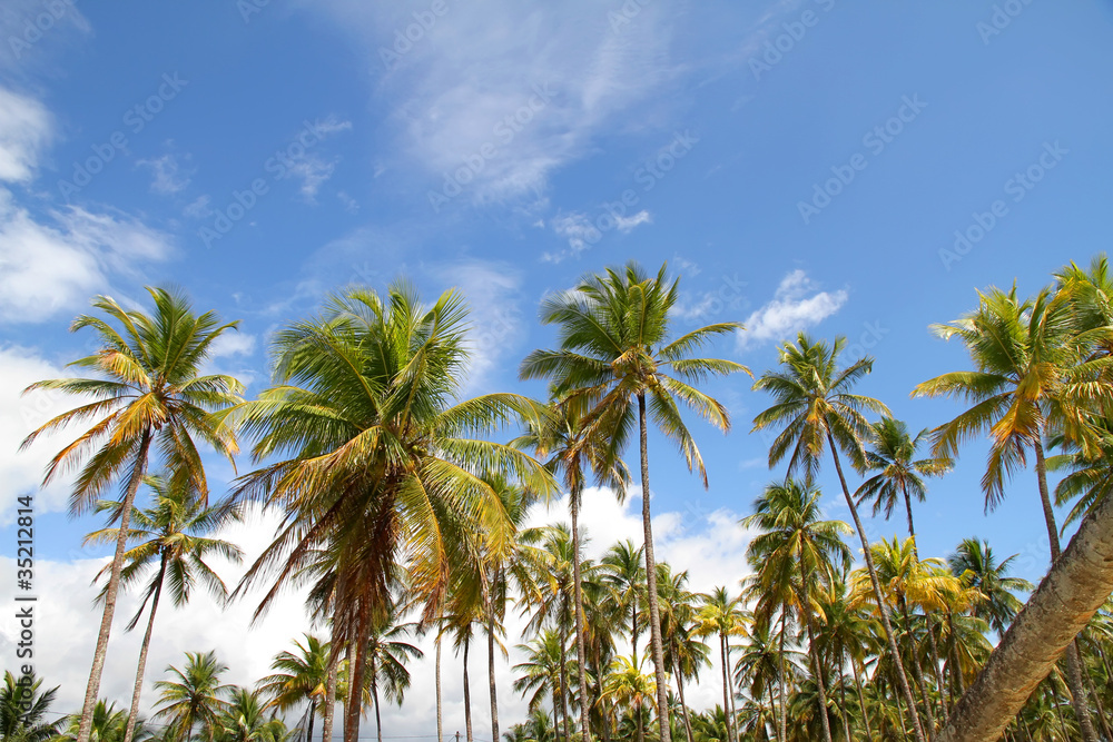 Palmen in Bahia