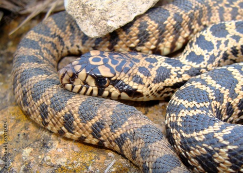 Juvenile Bull Snake, Pituophis catenifer sayi © mattjeppson
