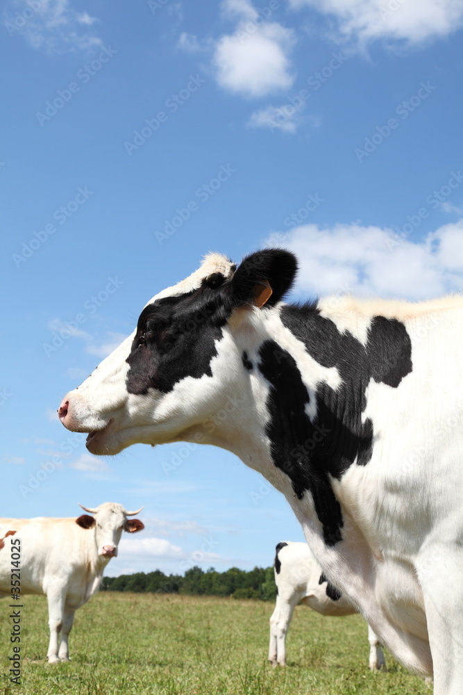 Holstein Dairy Cow Head Portrait