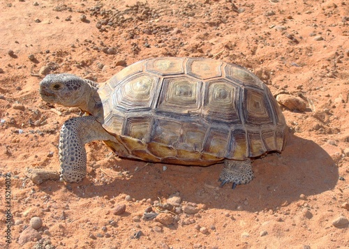 Desert Tortoise, Gopherus agassizii, in Mojave of Utah