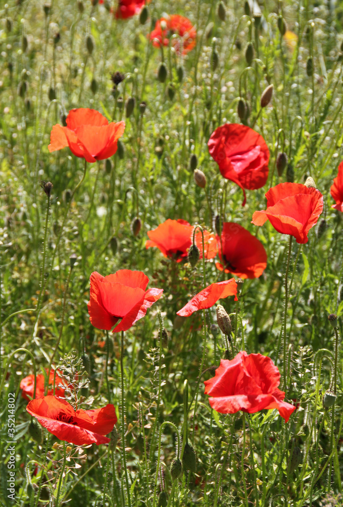 Wiese mit wildem Mohn - Hochformat Wiese mit wildem Mohn - Hochformat
