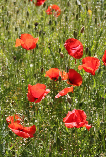 Wiese mit wildem Mohn - Hochformat