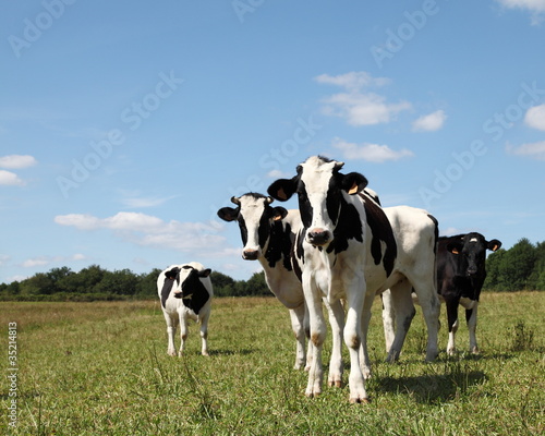 Black And White Dairy Cows Heifers © gozzoli