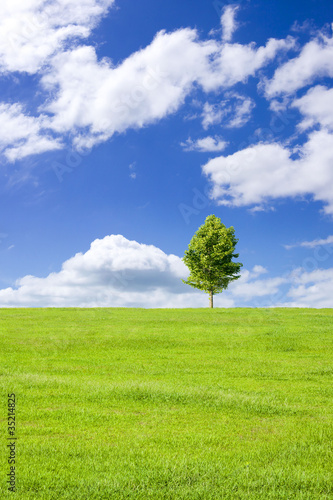 草原と青空と木