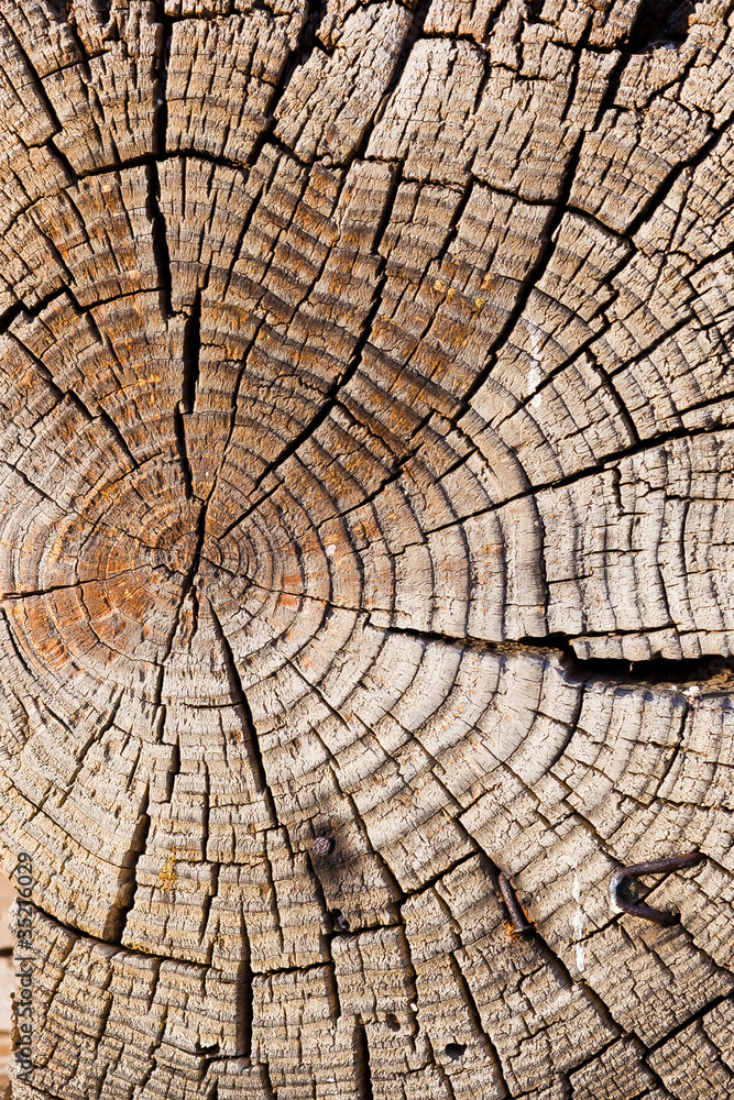 Fototapeta premium фактура срез дерева