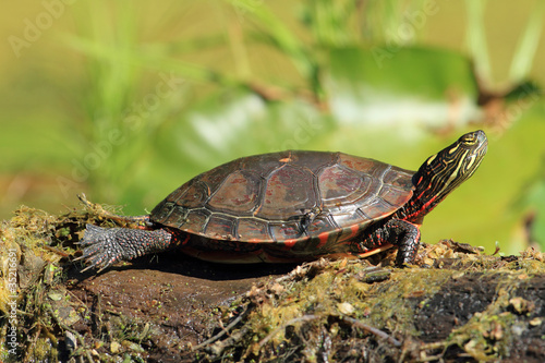 Midland Painted Turtle Basking on a Log - Ontario, Canada