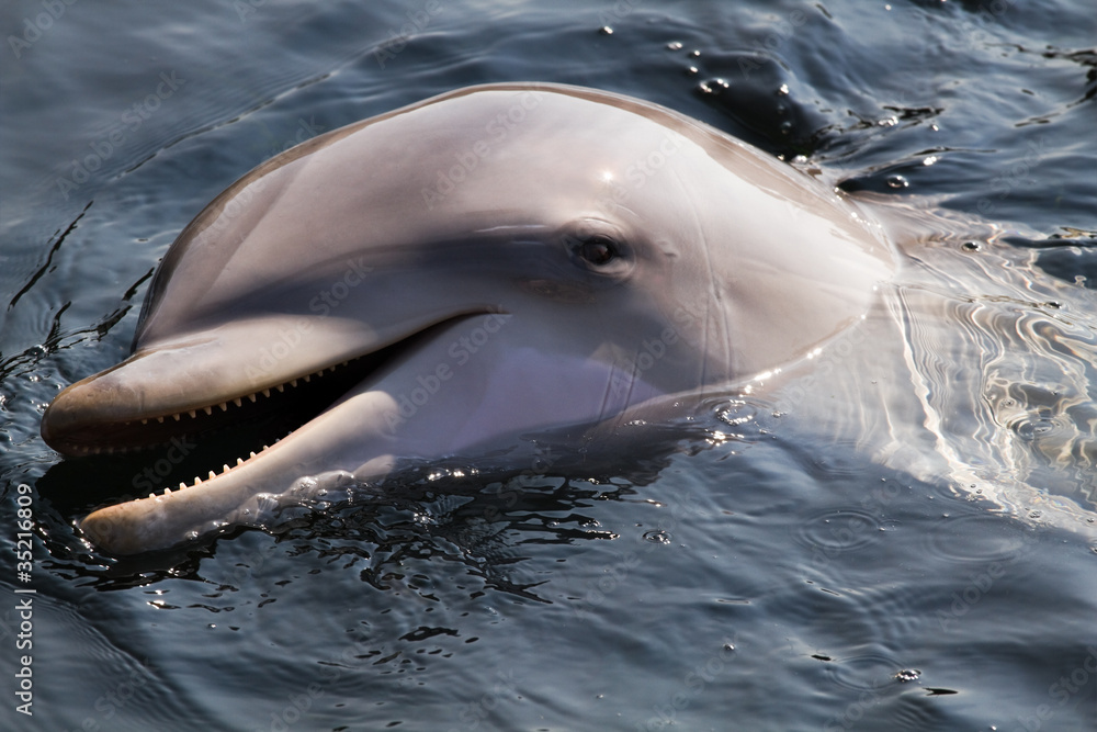Obraz premium Bottlenose dolphin or Tursiops truncatus
