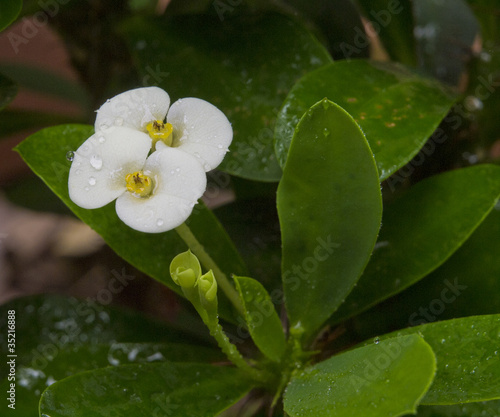 Crown of thorns flower