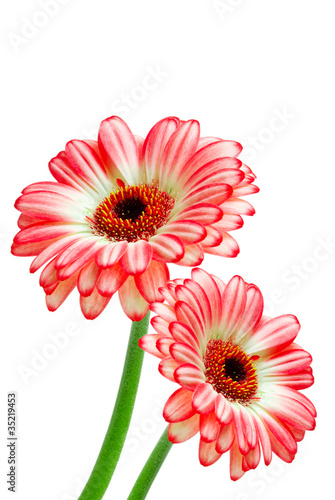 Wallpaper Mural gerber flower isolated on white background Torontodigital.ca