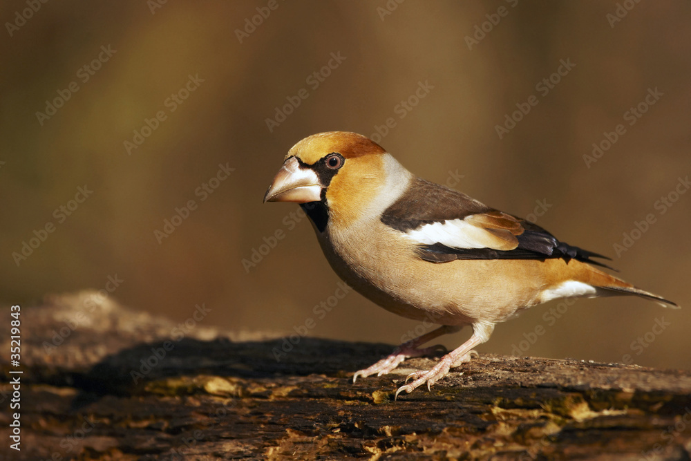 Hawfinch Hawfinch