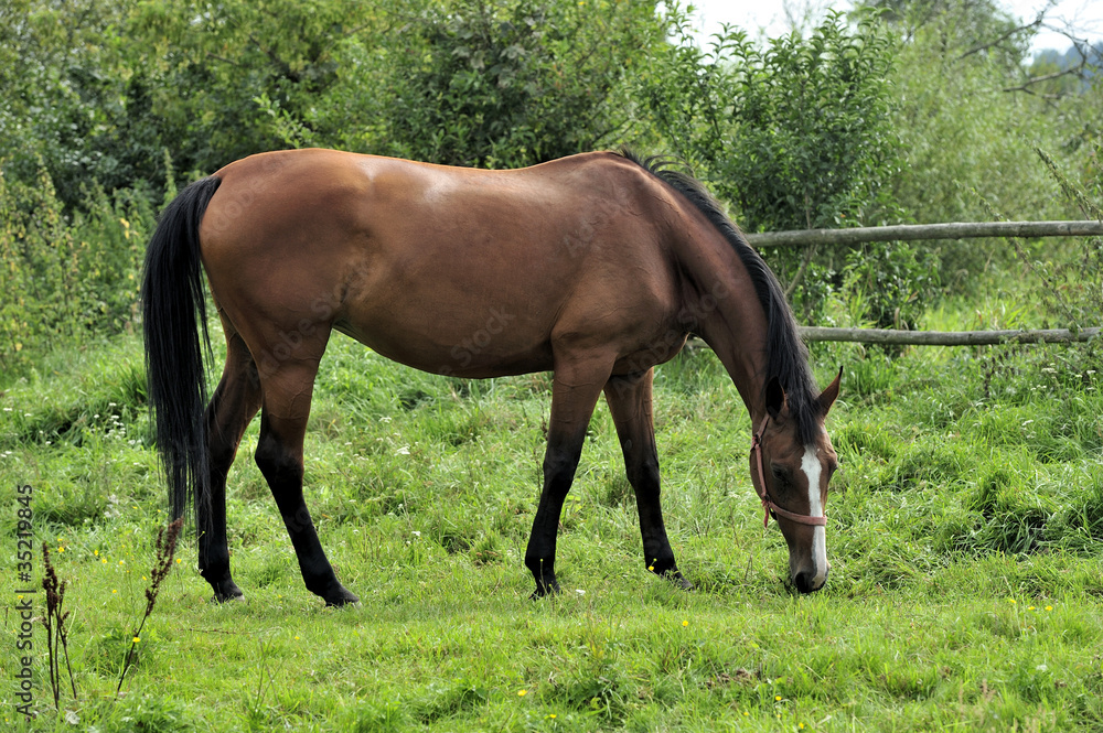 animal, brown, farmland, landscape, nature, horse animal, brown, farmland, landscape, nature, horse