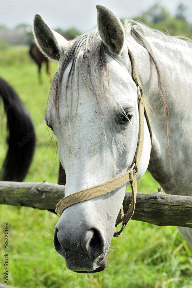Obraz premium animal, farmland, head, nature, horse, white