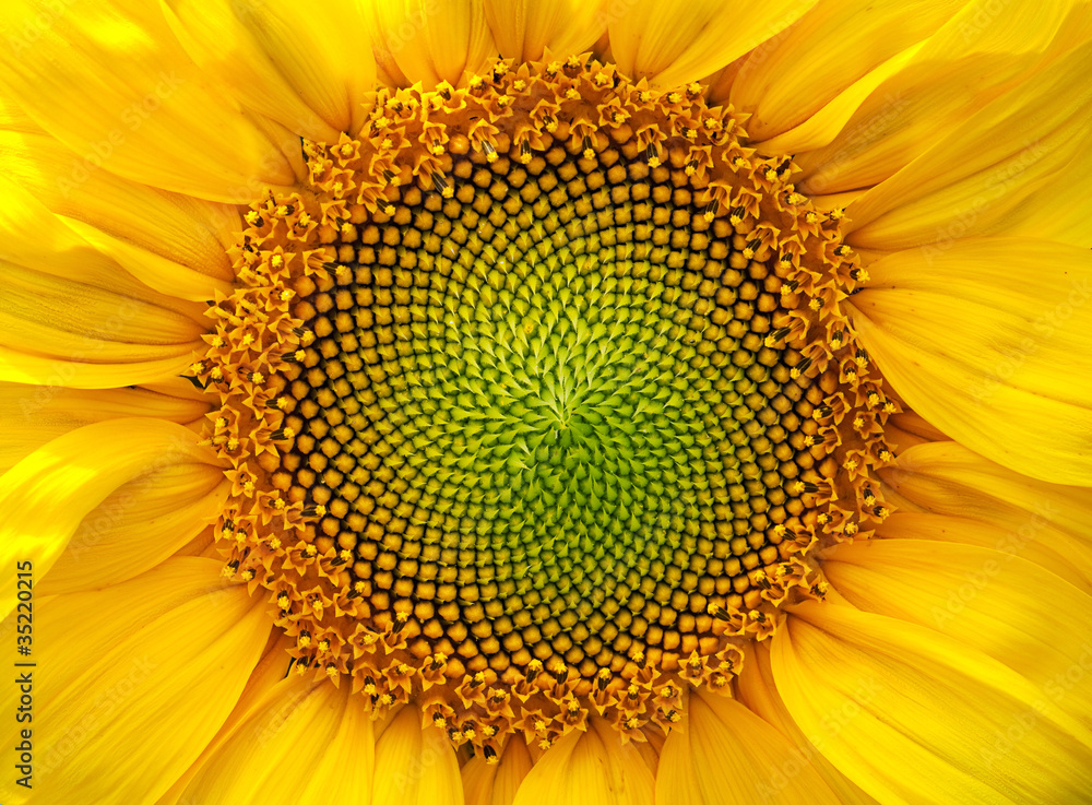 sunflower - obrazy, fototapety, plakaty 