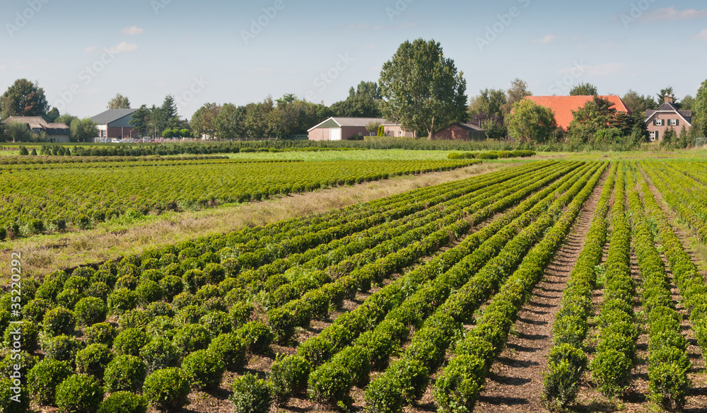 Tree nursery in the Netherlands