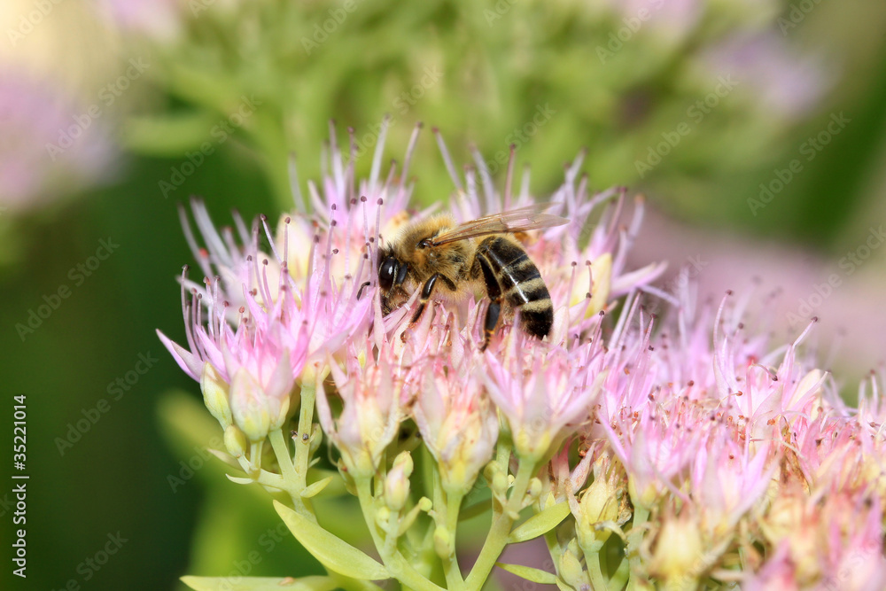 Bee on the pink Flower in the green Nature Bee on the pink Flower in the green Nature