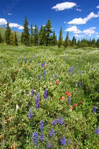 Fototapeta Naklejka Na Ścianę i Meble -  Bighorn National Forest Wildflowers
