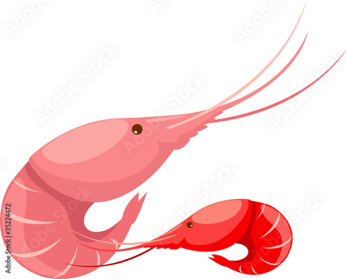 Prawns