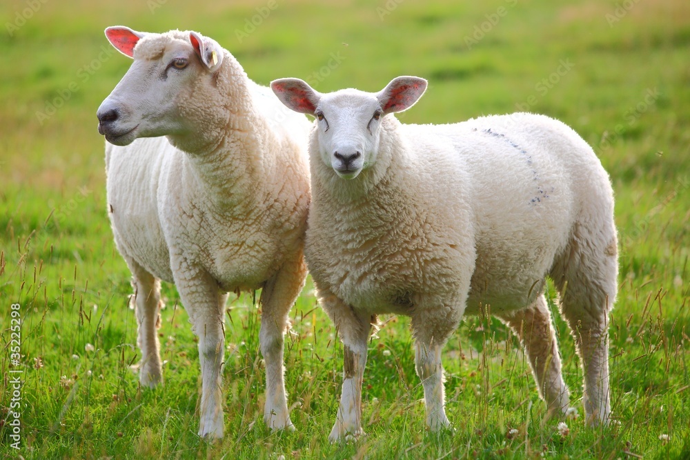 Zwei Schafe auf der Wiese