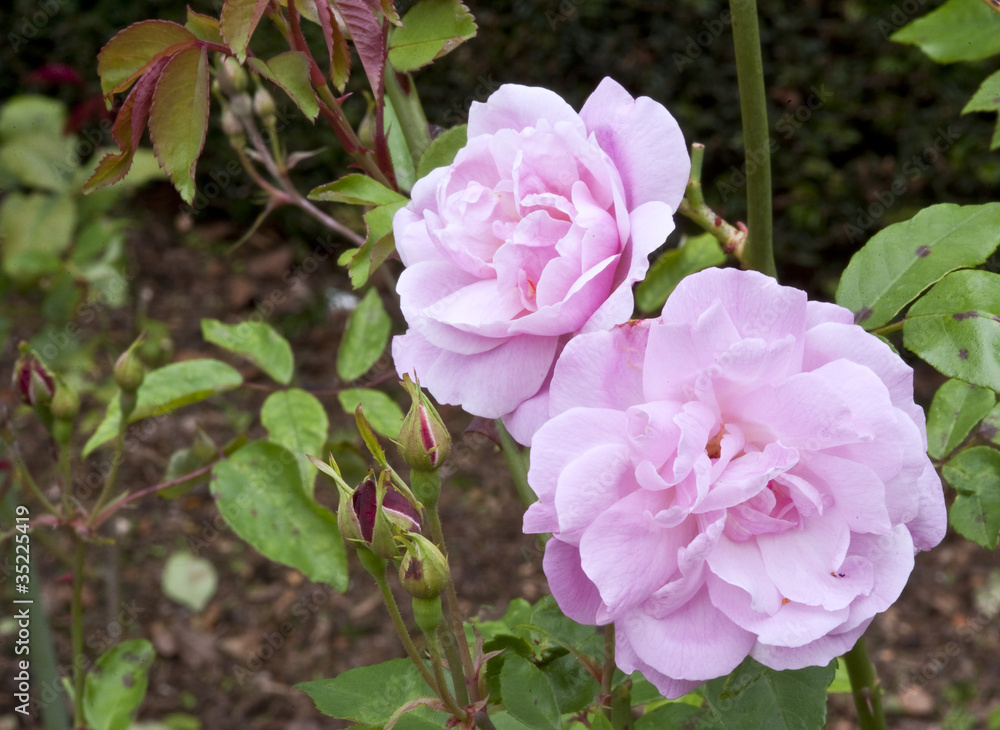 Beautiful image of colorful pink vibrant rose flower Beautiful image of colorful pink vibrant rose flower