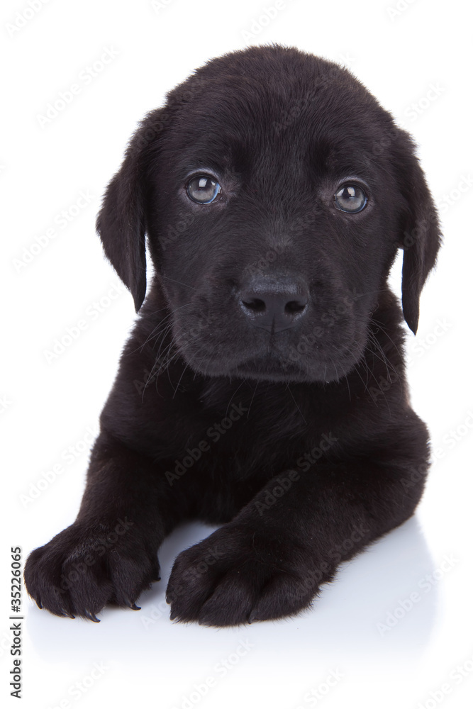 curious little black labrador