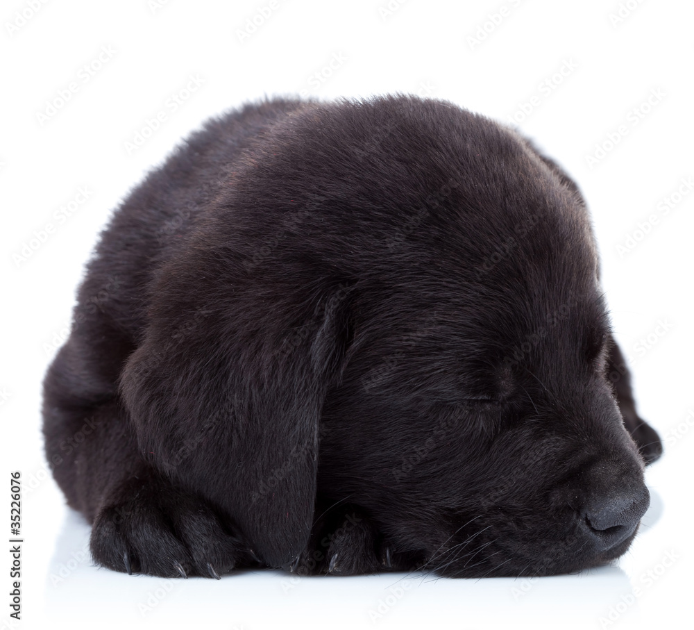 sleepy fur ball sleepy fur ball