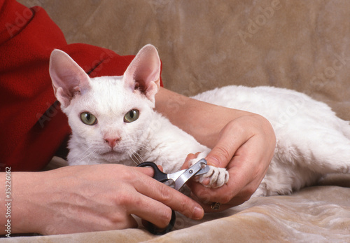 Fototapeta Naklejka Na Ścianę i Meble -  couper les griffes du chat de race rex devon