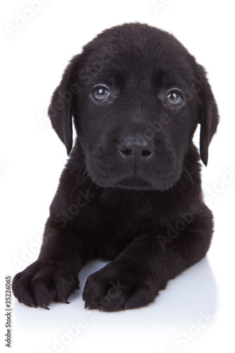Fototapeta Naklejka Na Ścianę i Meble -  curious little black labrador
