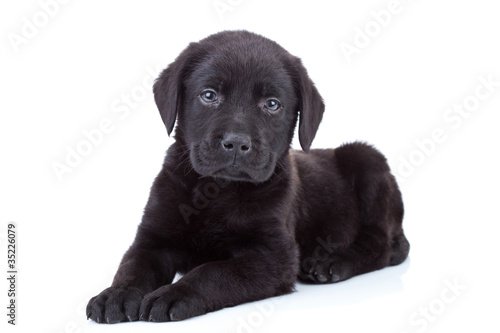 Cuadro en lienzo labrador retriever puppy