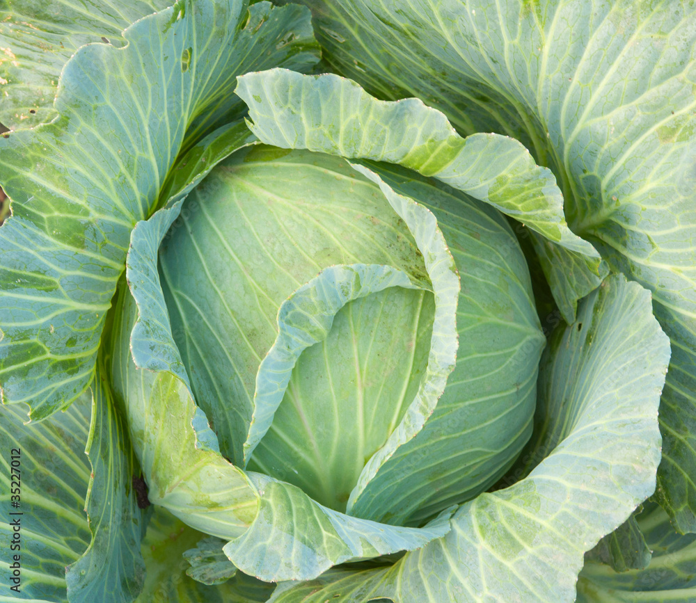 Fototapeta premium cabbage