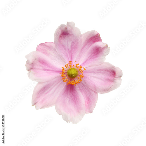 Anemone flower