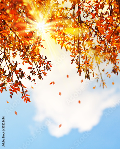 Beautiful autumn tree leaves background border