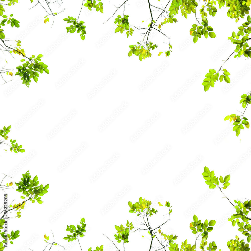 fresh Green leaves on white background fresh Green leaves on white background