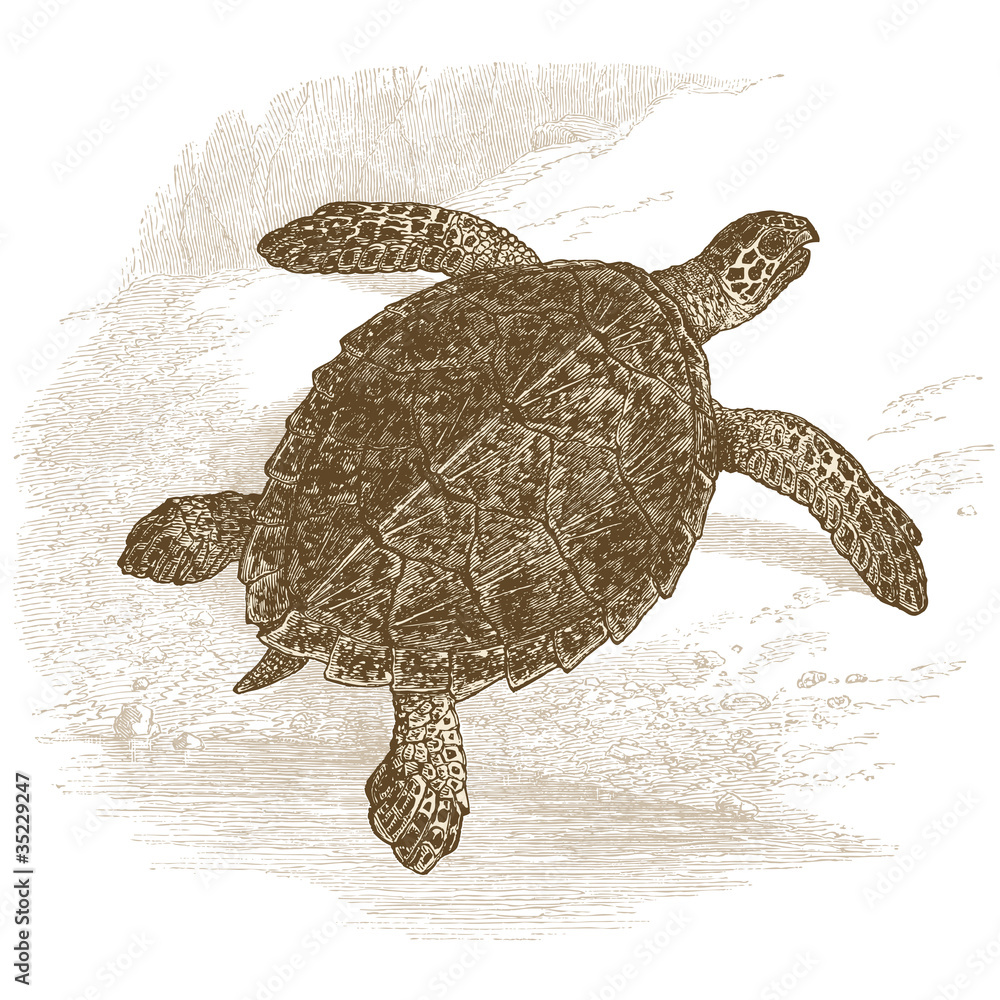 Obraz premium Tortue