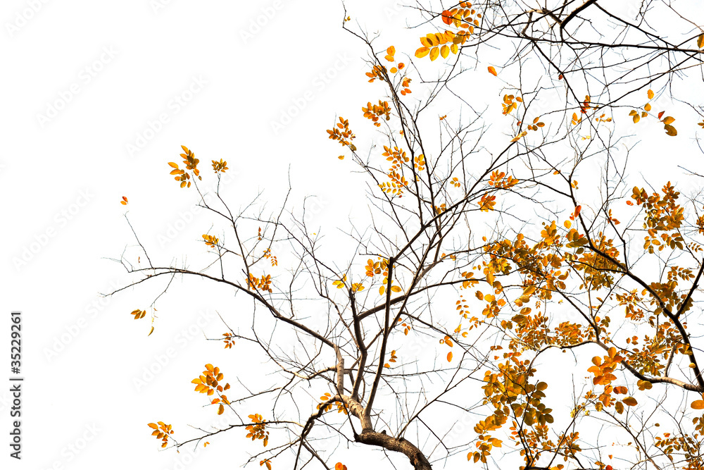 fresh Green leaves on white background fresh Green leaves on white background