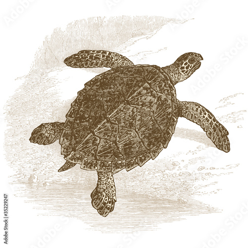 Tortue