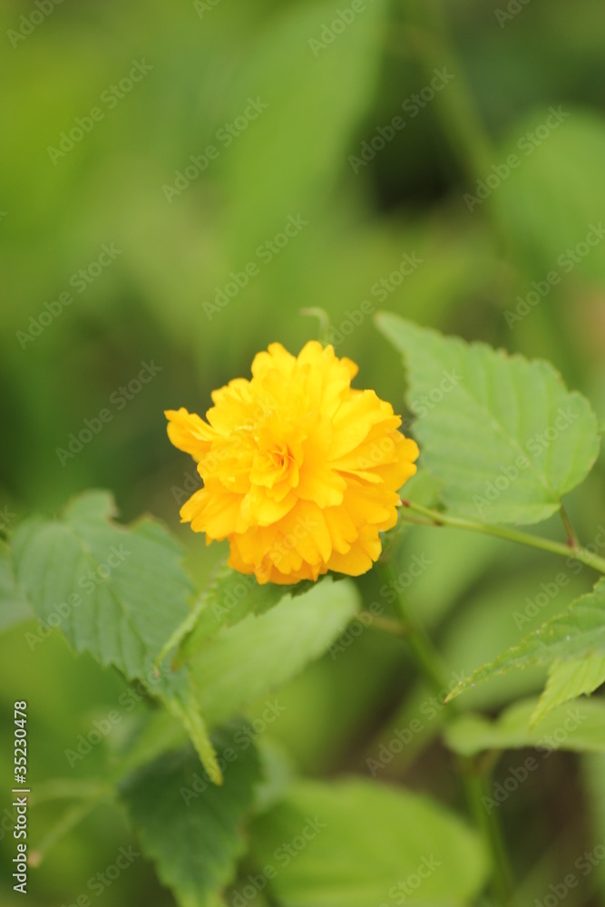黄色の花 黄色の花