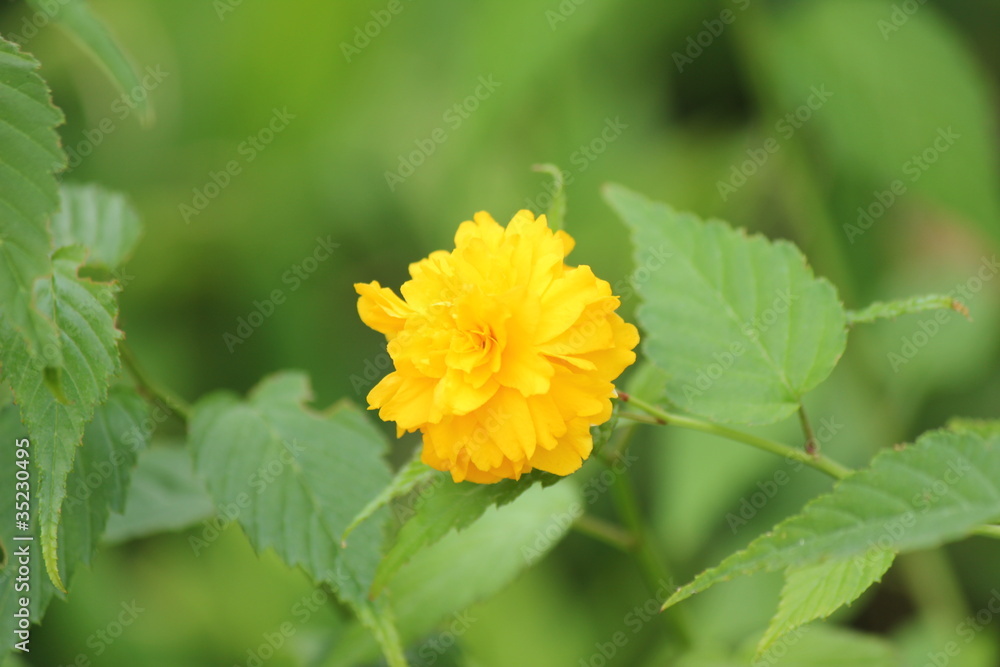 黄色い花 黄色い花