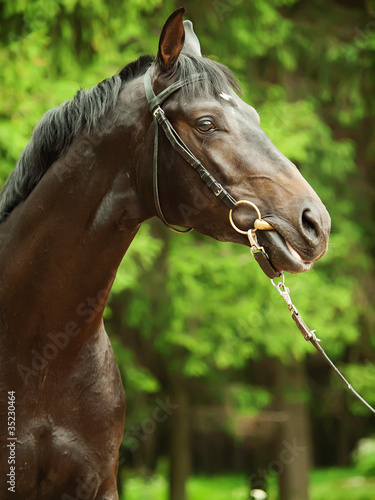 portrait of wonderful stallion
