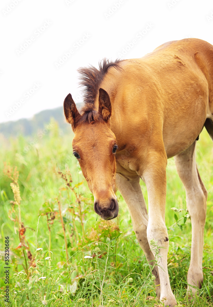 pretty little red foal in meadow pretty little red foal in meadow