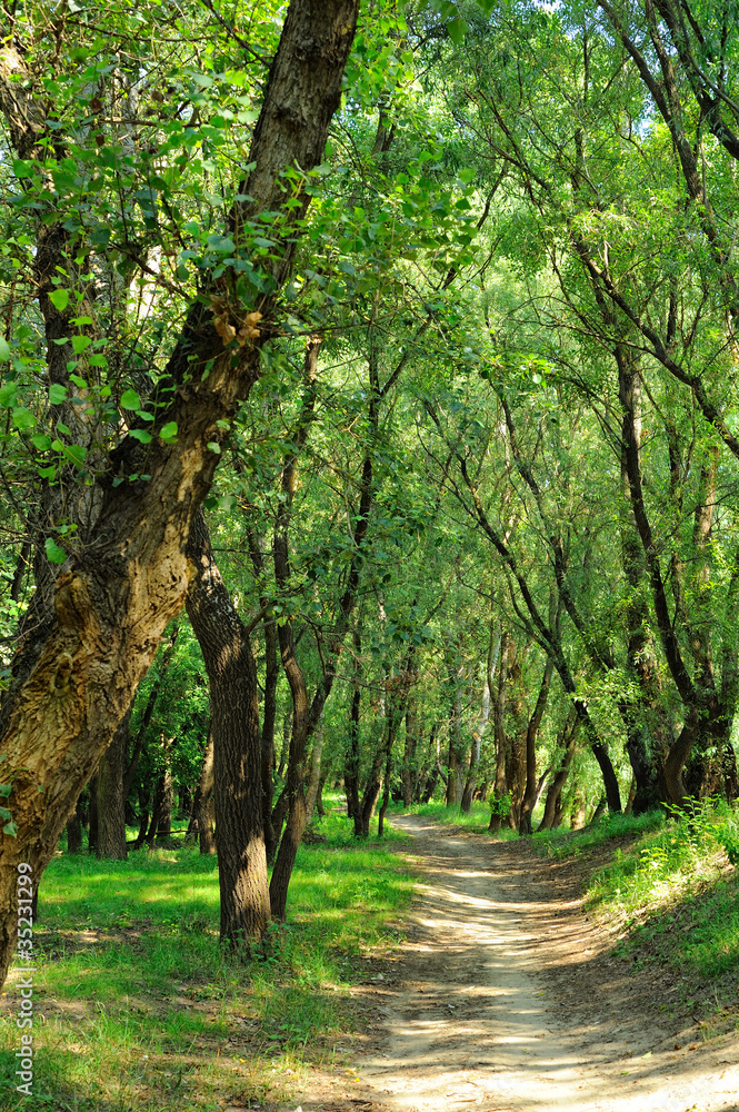 Fototapeta premium forest road in the summer