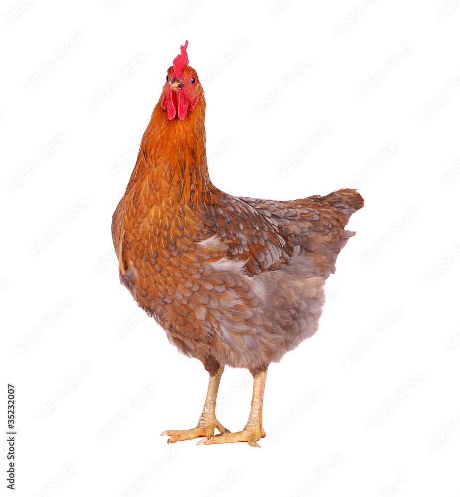 Fototapeta premium One live hen isolated on white background