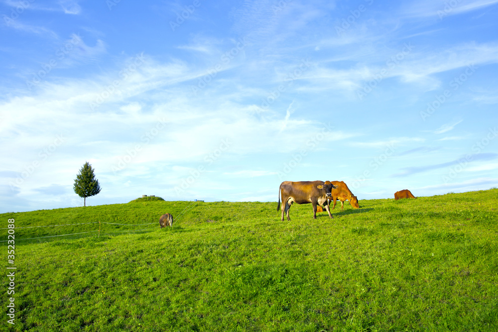 Obraz premium Cows grazing in a swiss meadow