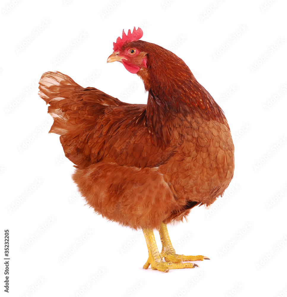 Fototapeta premium Hen isolated on white.