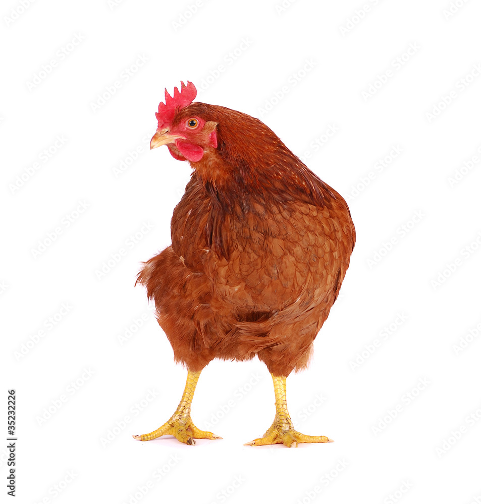 Fototapeta premium Hen isolated on white.