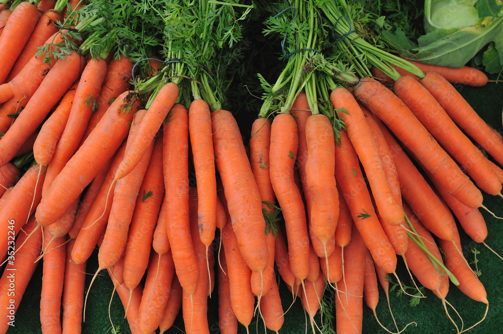 Fresh garden carrots Fresh garden carrots
