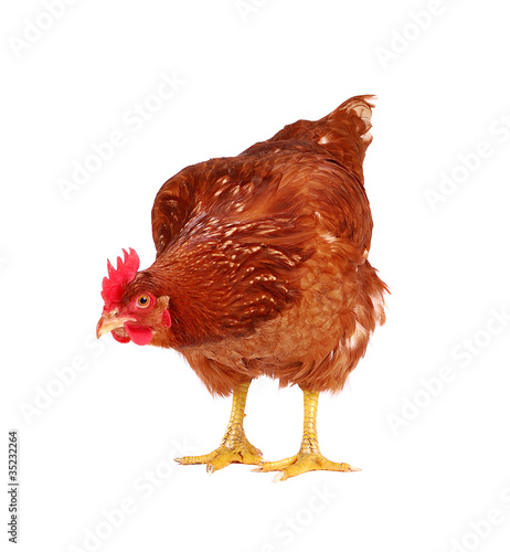 Hen isolated on white.